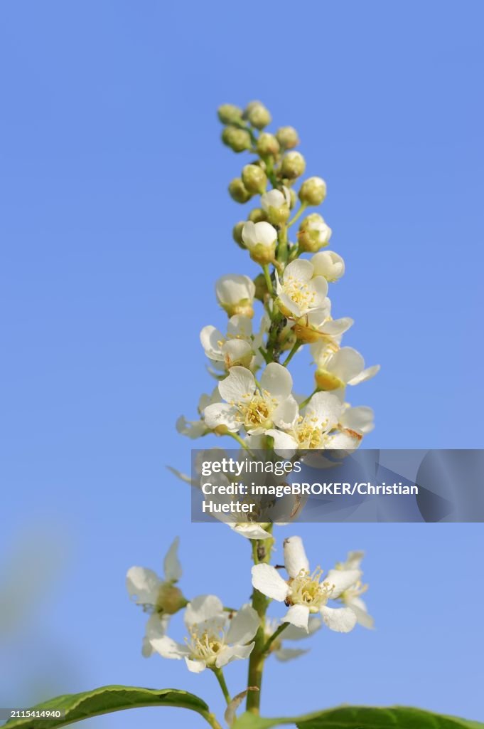 Common weeping cherry (Prunus padus, Padus avium), flowering, North Rhine-Westphalia, Germany, Europe