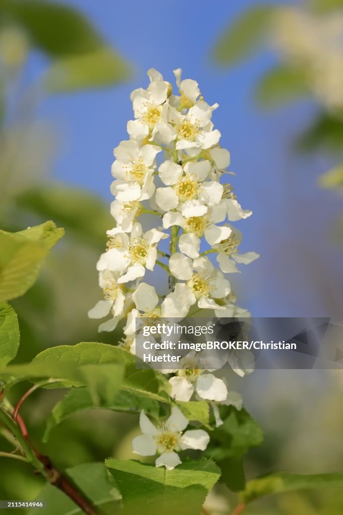 Common weeping cherry (Prunus padus, Padus avium), flowering, North Rhine-Westphalia, Germany, Europe