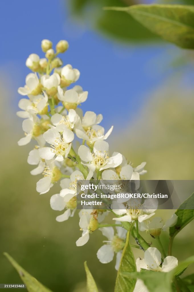 Common weeping cherry (Prunus padus, Padus avium), flowering, North Rhine-Westphalia, Germany, Europe