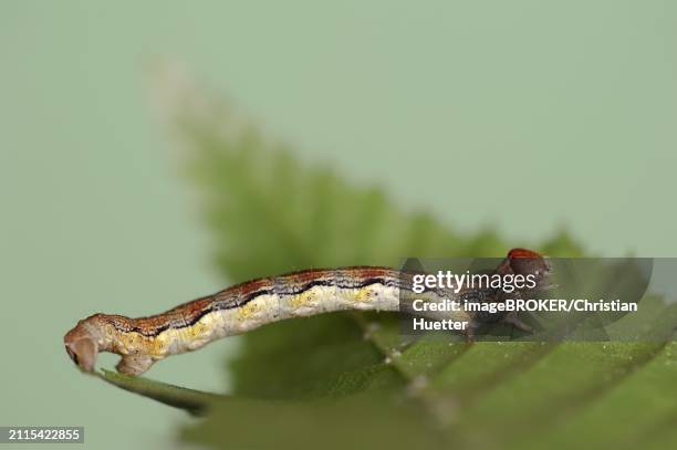 mottled umber (erannis defoliaria), caterpillar, north rhine-westphalia, germany, europe - geometridae stock pictures, royalty-free photos & images