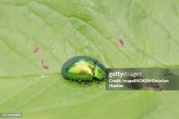 mint leaf beetle (chrysolina herbacea), leaf beetle, north rhine-westphalia, germany, europe - chrysolina stock pictures, royalty-free photos & images