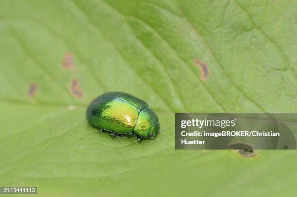 mint leaf beetle (chrysolina herbacea), leaf beetle, north rhine-westphalia, germany, europe - chrysolina stock pictures, royalty-free photos & images