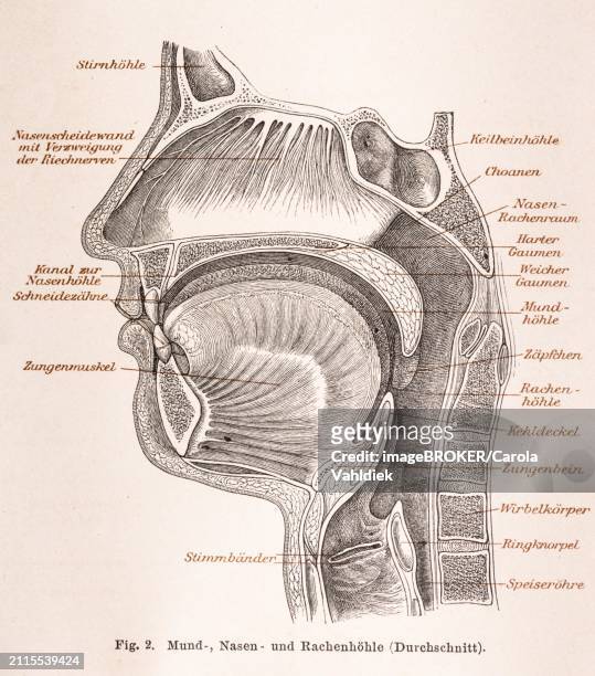 medicine, anatomy, illustration of a section through the human head with mouth, nose and throat in black and white, frontal sinus, nasal septum with olfactory nerves, canal to the nasal cavity, incisors, tongue muscle, vocal cords, sphenoid sinus - frontaal stock illustrations