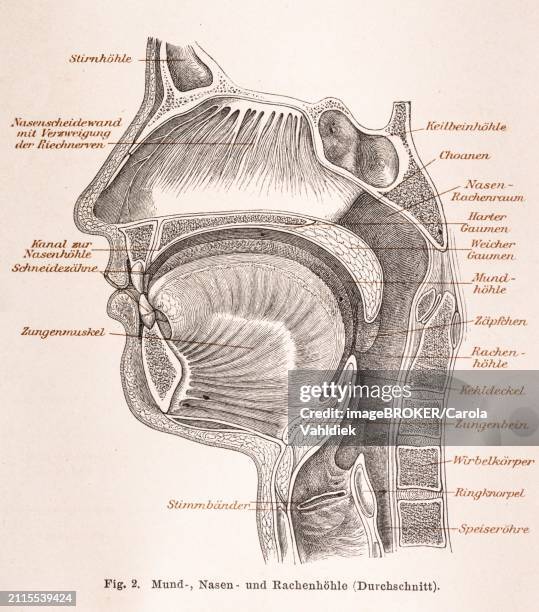57 Sinus (Anatomy) Stock Photos, High Biology Diagrams