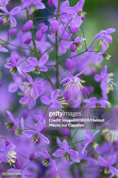 chinese meadow rue (thalictrum delavayi), mecklenburg-western pomerania, germany, europe - thalictrum delavayi stock pictures, royalty-free photos & images