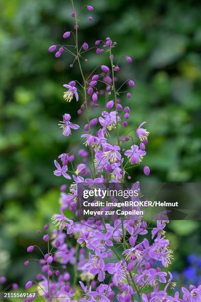 chinese meadow rue (thalictrum delavayi), mecklenburg-western pomerania, germany, europe - thalictrum delavayi stock pictures, royalty-free photos & images