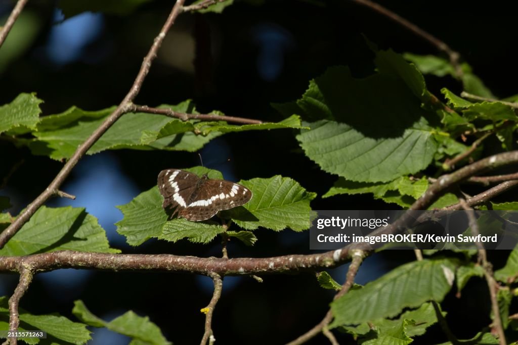 White admiral (Limenitis camilla) butterfly resting on a Hazel tree leaf in a woodland, Suffolk, England, United Kingdom, Europe