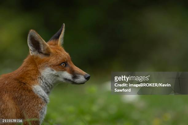 red fox (vulpes vulpes) adult animal head portrait, england, united kingdom, europe - animal representation stock pictures, royalty-free photos & images