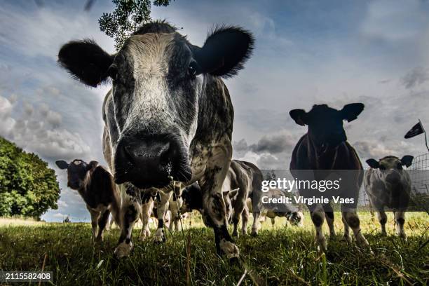 the cow's look - belgium cow stock pictures, royalty-free photos & images