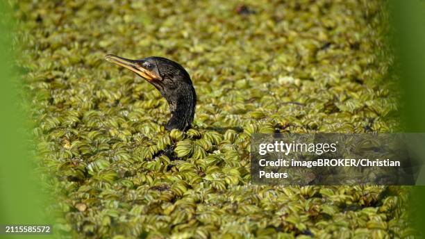 humboldt cormorant (nannopterum brasilianum) swimming on a lake full of floating ferns (salvinia), reserva ecologica costanera sur, buenos aires, argentina, south america - salvinia stock pictures, royalty-free photos & images