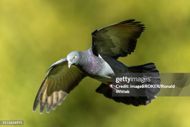 city dove (columba livia forma domestica) in flight, wildlife, germany, europe - forma stock pictures, royalty-free photos & images