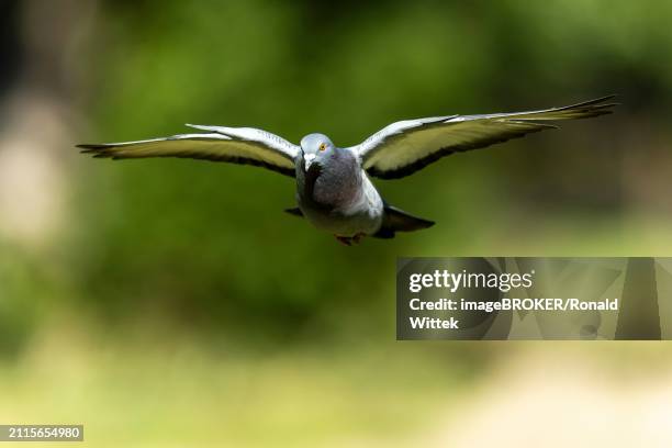 city dove (columba livia forma domestica) in flight, wildlife, germany, europe - forma stock pictures, royalty-free photos & images