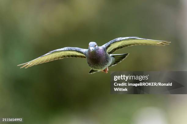 city dove (columba livia forma domestica) in flight, wildlife, germany, europe - forma stock pictures, royalty-free photos & images