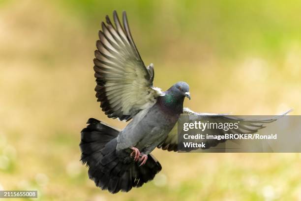 city dove (columba livia forma domestica) in flight, wildlife, germany, europe - forma stock pictures, royalty-free photos & images