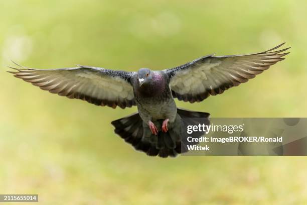 city dove (columba livia forma domestica) in flight, wildlife, germany, europe - forma stock pictures, royalty-free photos & images