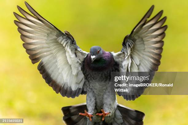 city dove (columba livia forma domestica) in flight, wildlife, germany, europe - forma stock pictures, royalty-free photos & images