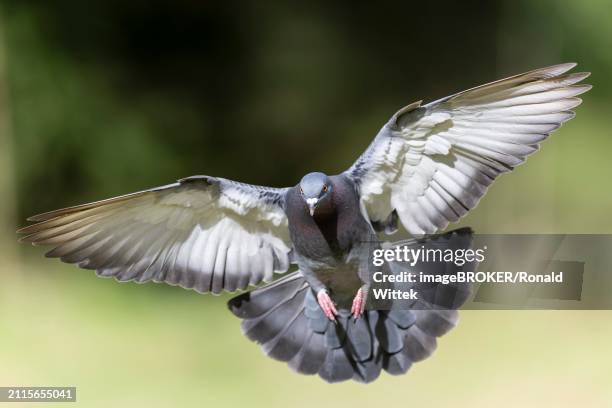 city dove (columba livia forma domestica) in flight, wildlife, germany, europe - forma stock pictures, royalty-free photos & images