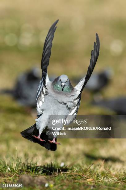 city dove (columba livia forma domestica) in flight, wildlife, germany, europe - forma stock pictures, royalty-free photos & images