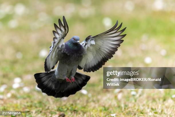 city dove (columba livia forma domestica) in flight, wildlife, germany, europe - forma stock pictures, royalty-free photos & images