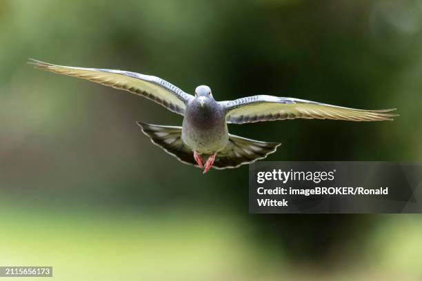 city dove (columba livia forma domestica) in flight, wildlife, germany, europe - forma stock pictures, royalty-free photos & images