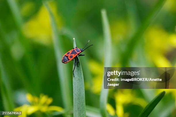 fire bug, march, germany, europe - anette jaeger fotografías e imágenes de stock