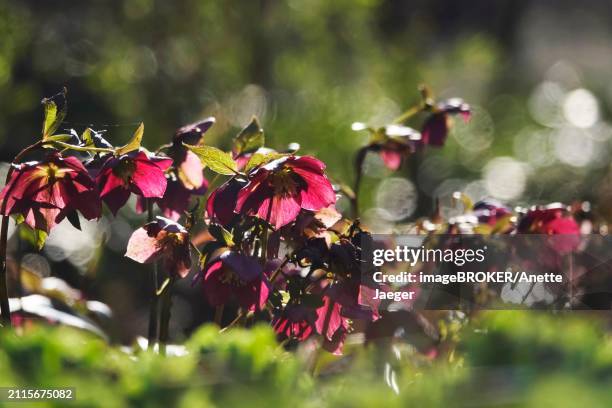 lenzrosen (helleborus orientalis), march, germany, europe - anette jaeger stock-fotos und bilder