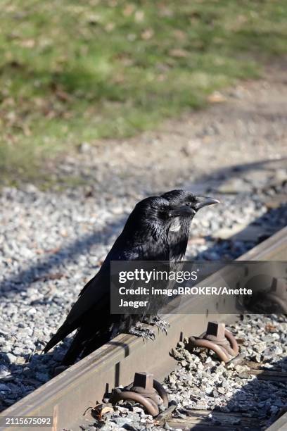 two corvids on a railway track, march, germany, europe - anette jaeger stock-fotos und bilder