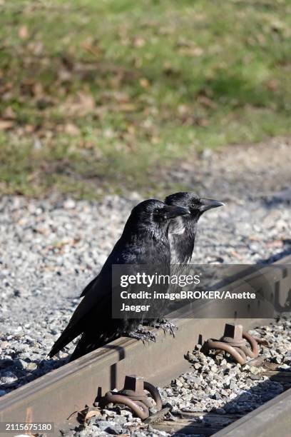 two corvids on a railway track, march, germany, europe - anette jaeger stock-fotos und bilder