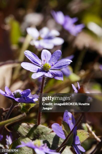 liverwort (hepatica nobilis), march, germany, europe - anette jaeger stock-fotos und bilder