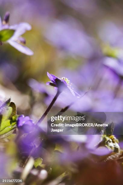 liverwort (hepatica nobilis), march, germany, europe - anette jaeger stock-fotos und bilder