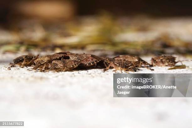 palomena prasinus, green stink bug, march, germany, europe - anette jaeger stock-fotos und bilder