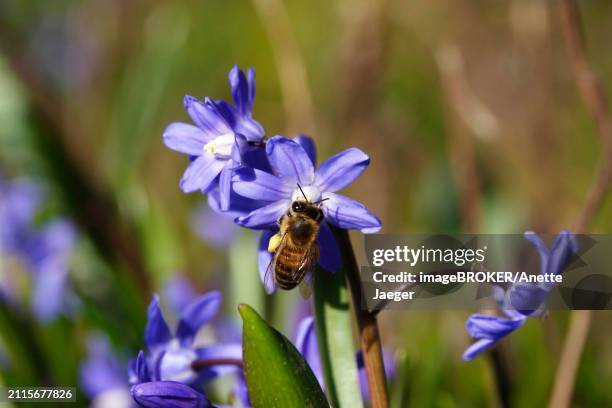 charming scilla, bee, march, germany, europe - anette jaeger stock-fotos und bilder