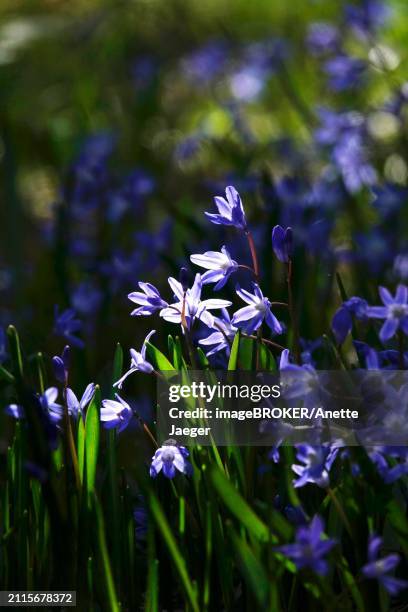 charming scilla, march, germany, europe - anette jaeger fotografías e imágenes de stock