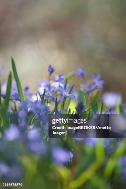 charming scilla, march, germany, europe - anette jaeger fotografías e imágenes de stock