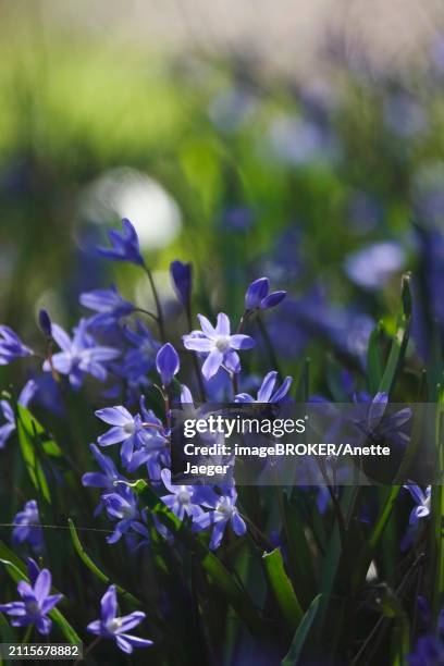 charming scilla, march, germany, europe - anette jaeger fotografías e imágenes de stock