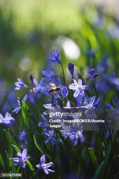 charming scilla, bee, march, germany, europe - anette jaeger stock-fotos und bilder