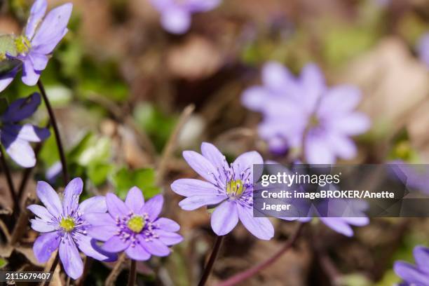 liverwort (hepatica nobilis), march, germany, europe - anette jaeger fotografías e imágenes de stock