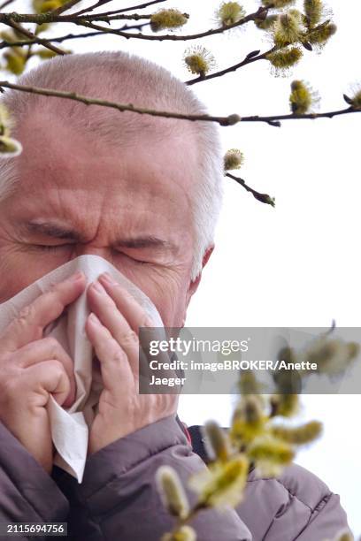 pollen allergy, willow pollen, march, germany, europe - anette jaeger stock-fotos und bilder