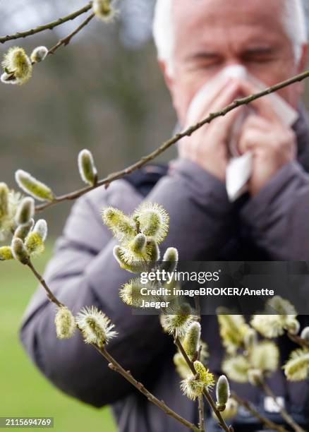 pollen allergy, willow pollen, march, germany, europe - anette jaeger stock-fotos und bilder