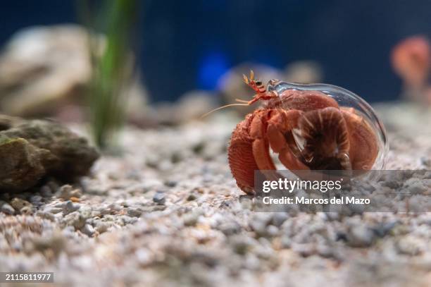 Hermit crab with its body inside a glass tube for shelter, pictured in its enclosure at Atlantis Aquarium.