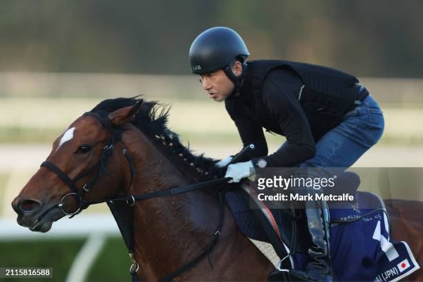 Obamburumai gallops during a Canterbury Park Trackwork Session on March 27, 2024 in Sydney, Australia.
