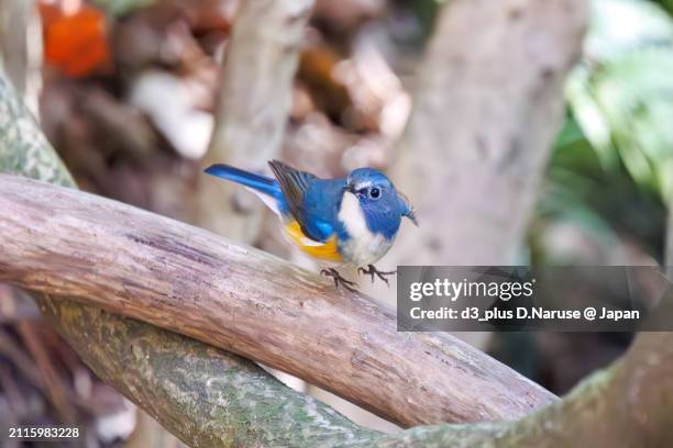 a happy blue bird, the lovely red-flanked bluetail (tarsiger cyanurus, family comprising flycatchers)  in flap wings and fly away.

at omachi park natural observation garden, ichikawa, chiba, japan,
photo by march 9, 2024. - tarsiger cyanurus stock pictures, royalty-free photos & images