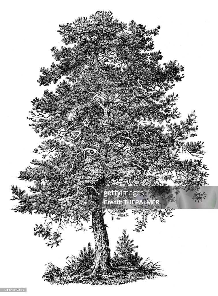 Vieux pin - gravure 1881