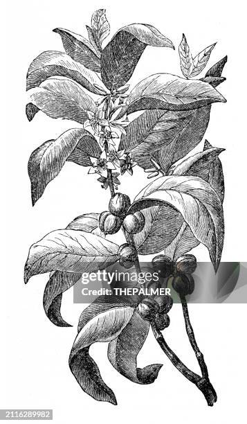 ilustraciones, imágenes clip art, dibujos animados e iconos de stock de planta de café - grabado 1881 - finca-cafetera