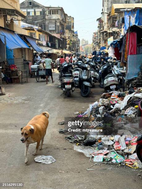 image of stray, pregnant dog walking through street market, clothing market stall, parked motorcycles, mopeds and scooters, heap of rubbish, customers shopping, mumbai, maharashtra, india - jama masjid agra stock pictures, royalty-free photos & images