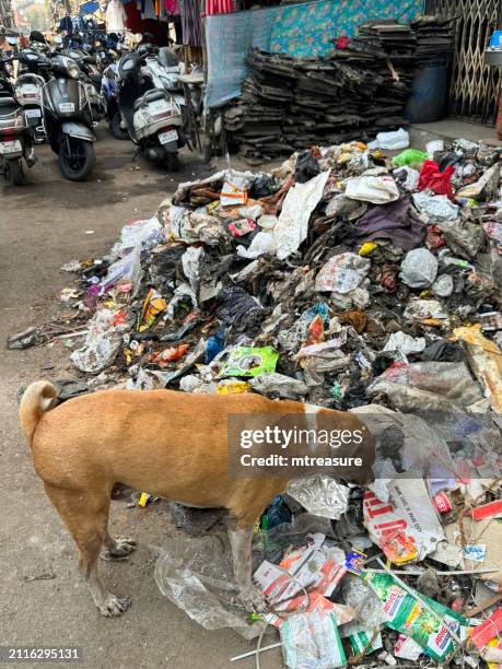 close-up image of stray, pregnant dog scavenging in street market heap of rubbish, clothing market stall, parked motorcycles, mopeds and scooters, mumbai, maharashtra, india - jama masjid agra 個照片及圖片檔