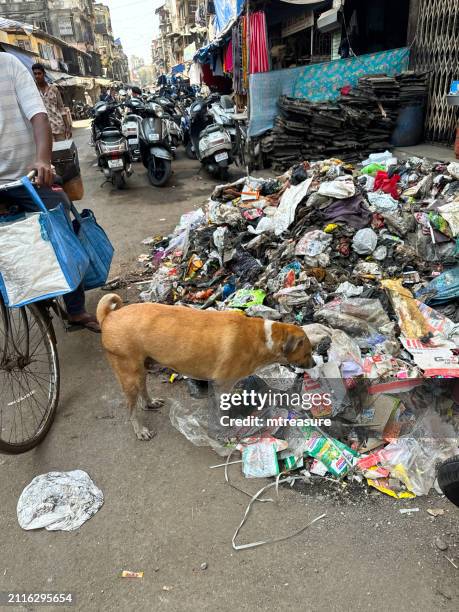 close-up image of cyclists passing stray, pregnant dog scavenging in street market heap of rubbish, clothing market stall, parked motorcycles, mopeds and scooters,  customers shopping, mumbai, maharashtra, india - jama masjid agra stock pictures, royalty-free photos & images