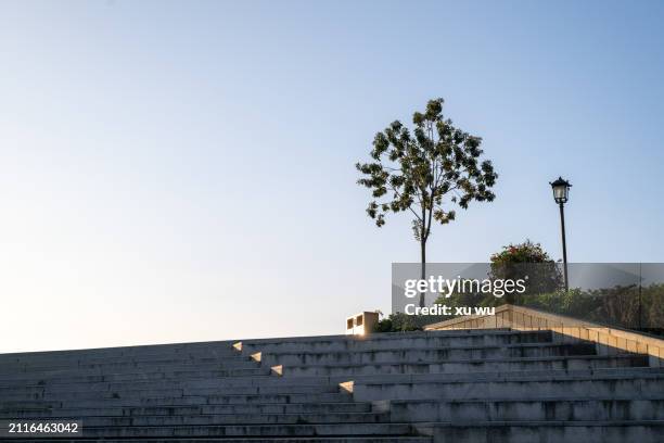 looking up at a tree on the steps of the park - 福建省 stock pictures, royalty-free photos & images