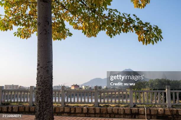 park autumn tree - 福建省 stock pictures, royalty-free photos & images
