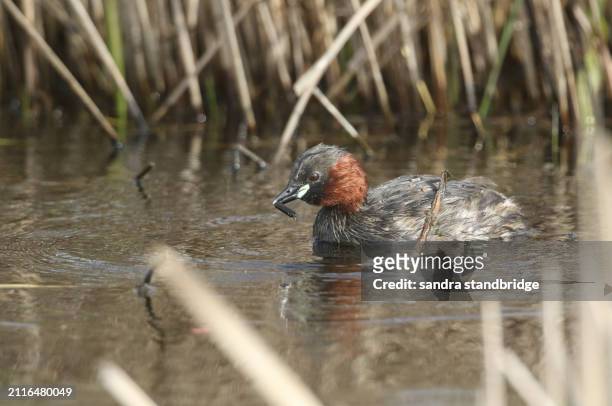 a little grebe (tachybaptus ruficollis) swimming on a river hunting for food. it has just caught a caddisfly larva and is about to eat it. - brown bird stock pictures, royalty-free photos & images
